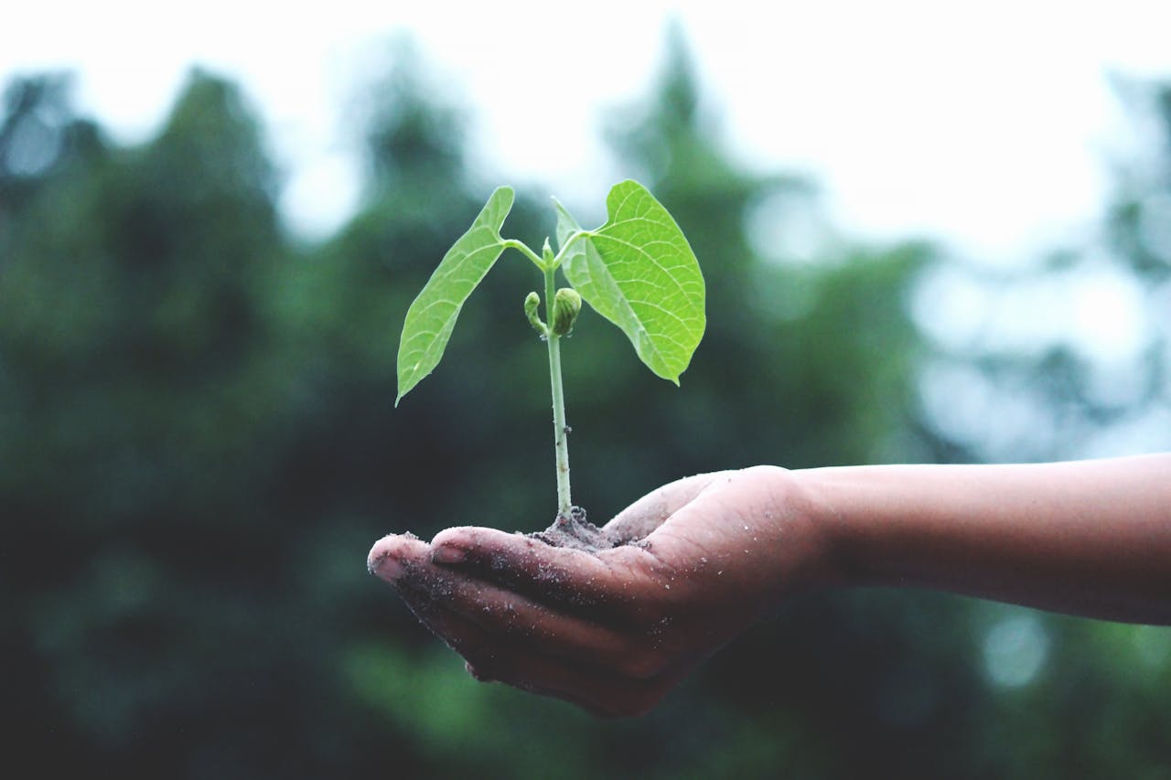 Kenya's Pioneering Step in Climate Action: The 2024 Carbon Market Regulations - GLE News