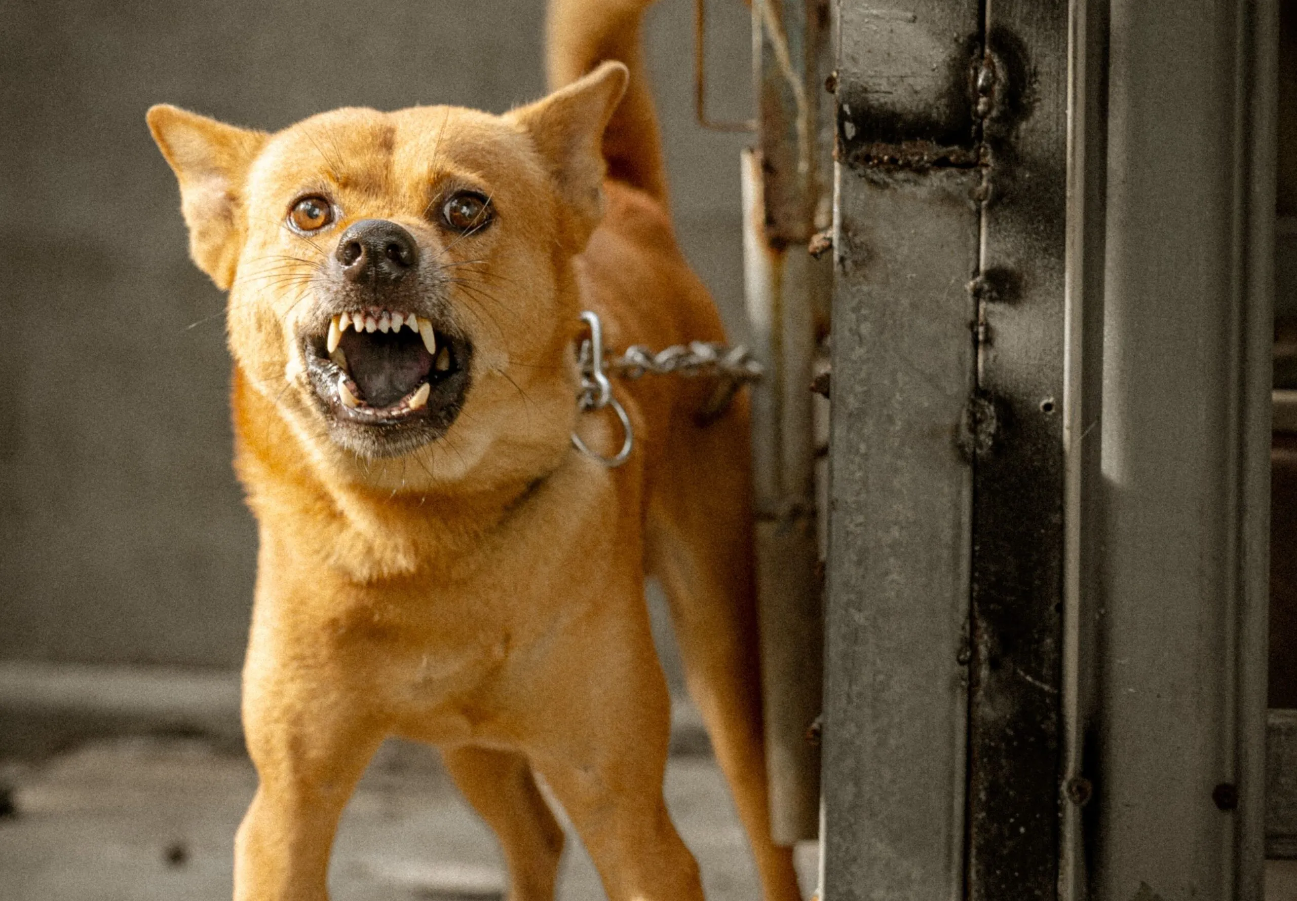 Dog Bite Lawyer | Global Law Experts News