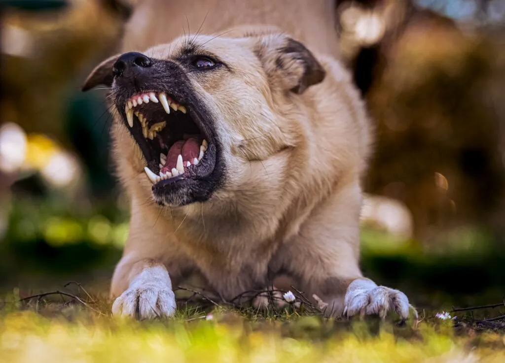Vicious Dog, Dog Bite Lawyer | Global Law Experts News