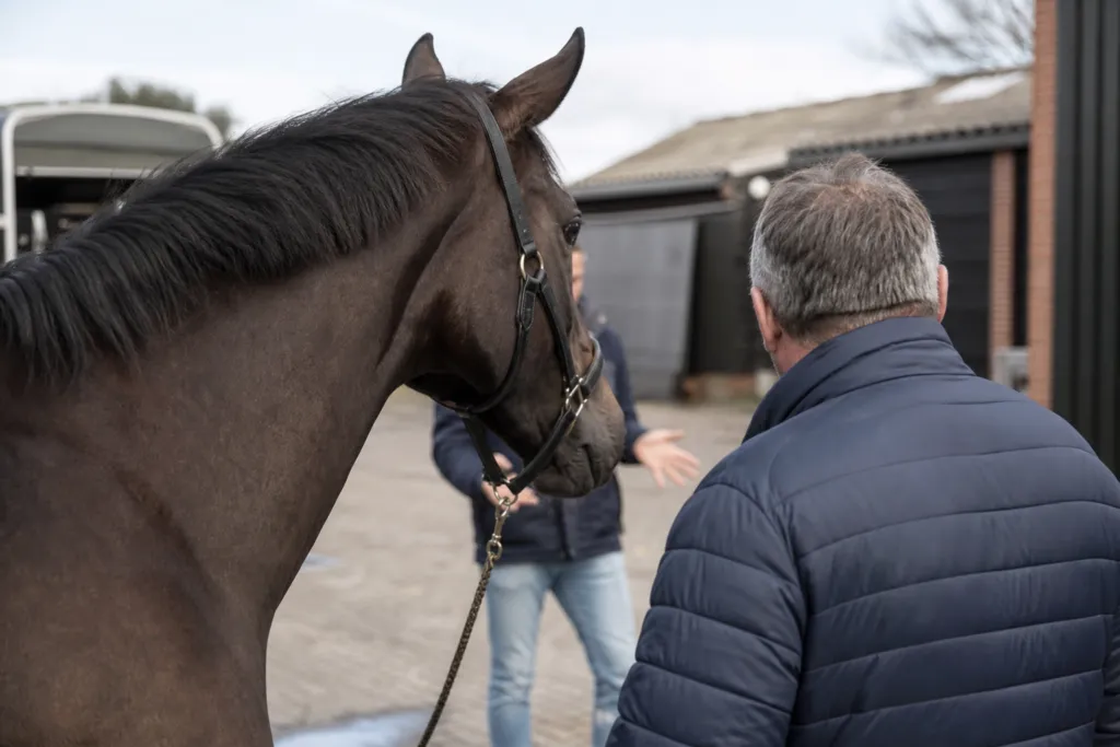 horse sale disputes netherlands